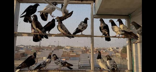 teddy Pigeon | Teddy Missy | Shirazi/dub wala | kabutar | High Flyer