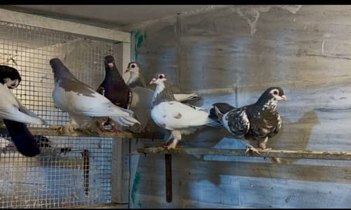 sherazi Pigeon pair| Teddy Missy | Sherazi jora| kabutar | High Flyer