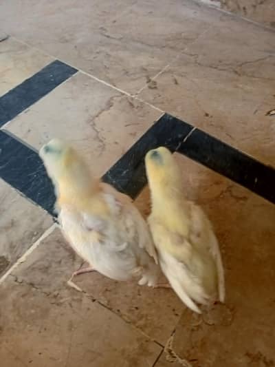 Heera/ Paper White/ Aseel/ Chicks/ Hera