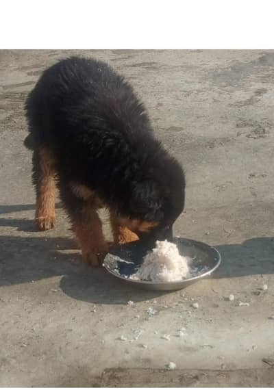 German Shepard | Puppy | Dog Puppies for sale