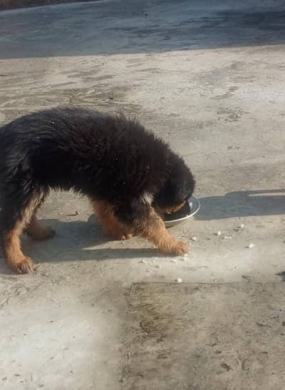 German Shepard | Puppy | Dog Puppies for sale