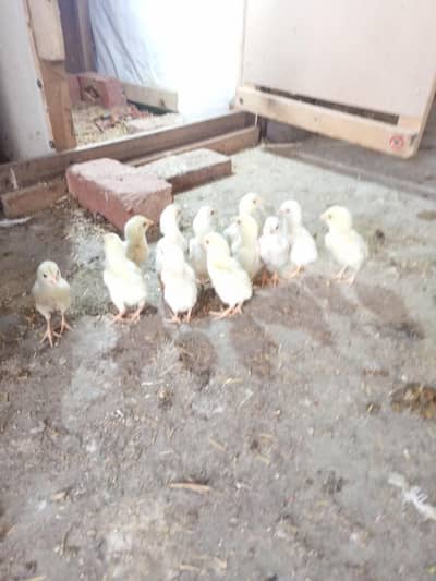 Aseel Chicks Heera Aseel Chicks   03347513425