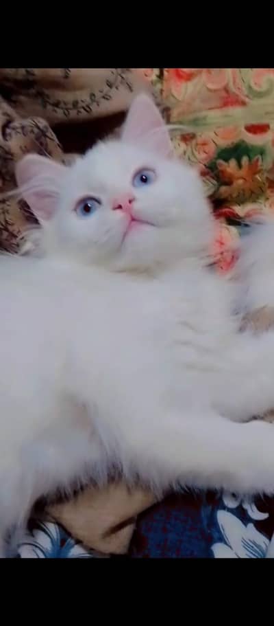 Persian Cat | Persian white Kitten | doll face |Triple Coat |cute cat