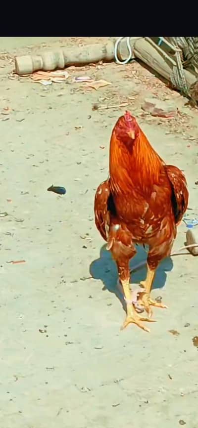 aseel. pila morga for sale