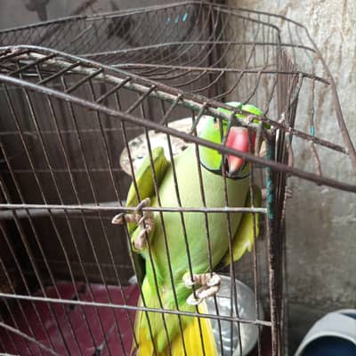 green talking female parrot