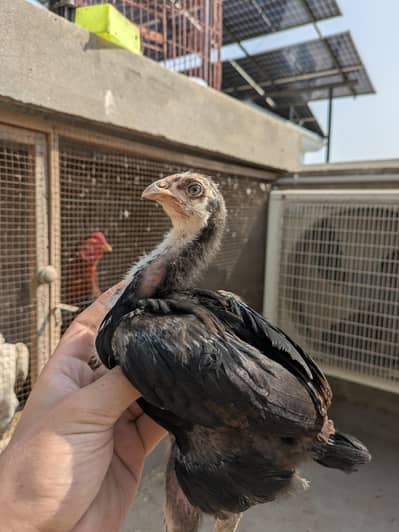 pair sale /aseel chicks / shamo chicks / chicks / aseel / Thai chicks