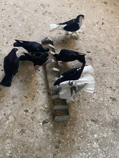 Lahore sherazi . danish . silver sherazi