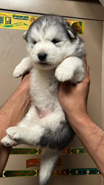 Siberian husky