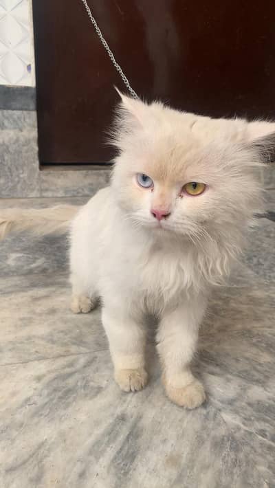 Persian double coated male