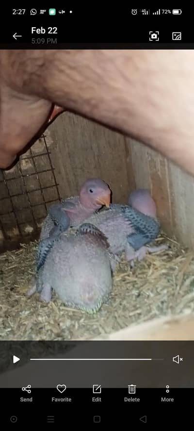 pahari / raw parrot / kashmiri