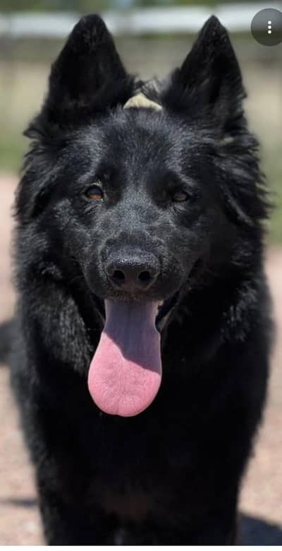 Black German shepherd full long coat heavy bone good quality male