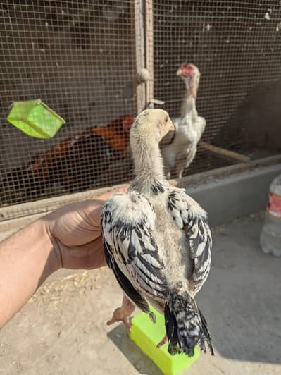 pair for sale / aseel chicks / shamo chicks / Thai chicks / chicks