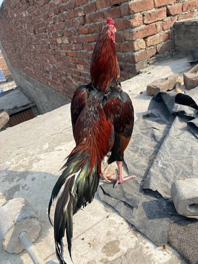 lakha mianwali aseel murga