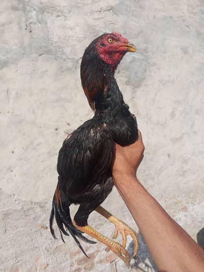 Mia wali Aseel patha for sale