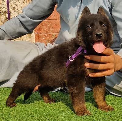 German Shepherd female triple coat for sale