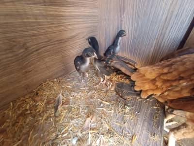 healthy  home breed chicks  for argent  sale