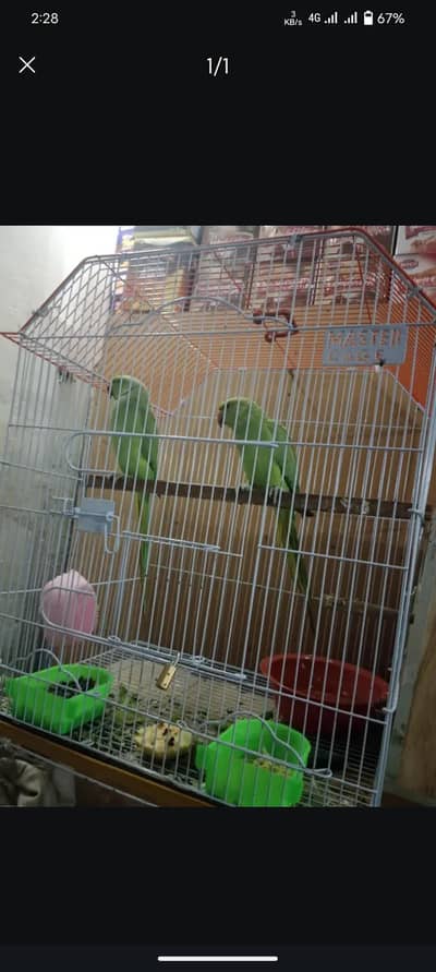 breader pair guranti