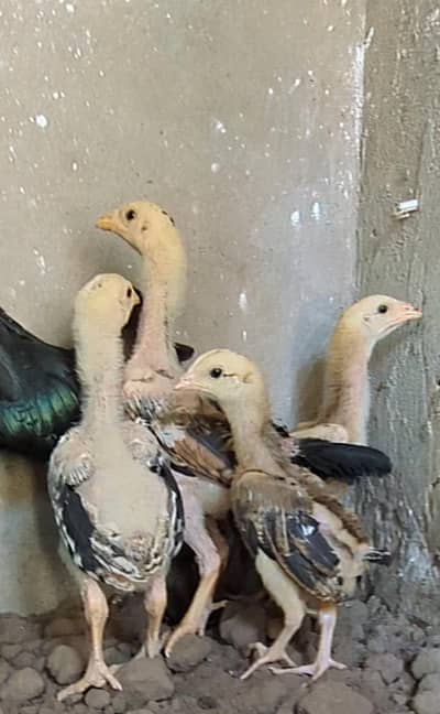 aseel chicks / veitnam chicks / aseel / chicks / Thai chicks