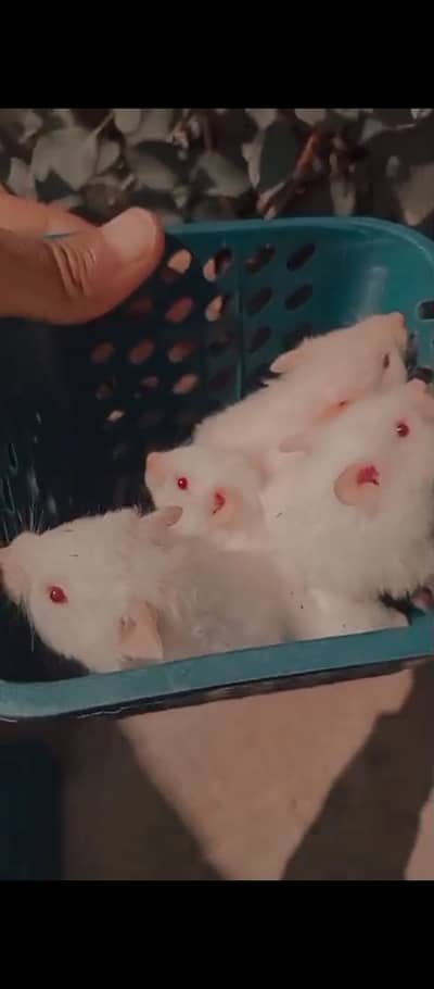 Albino/white hamster Red eyes 03325568362