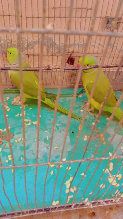 two healthy ringneck parrots for sale