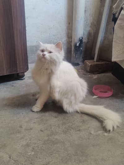 Percian Doll Face white Cat