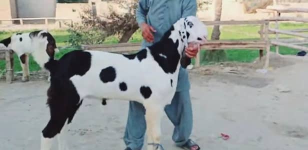 Bakra qurbani ke liye available call-03228636148