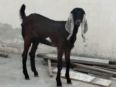 Nagri path 0-3-0-0-0-7-6-4-1-3-6