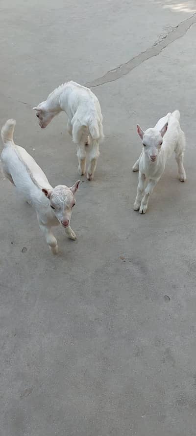 Teddy Gulabi bacche for sale