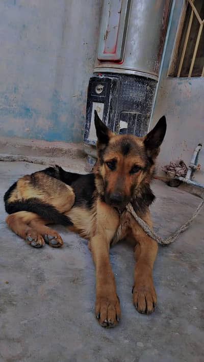 German shepherd 7 month vaccination ok hai