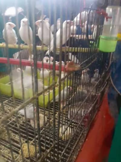 Albino red eye, White,  Silver and Gray Java Pathe