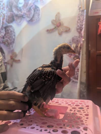 aseel pure chicks , home bread all chicks healthy and active