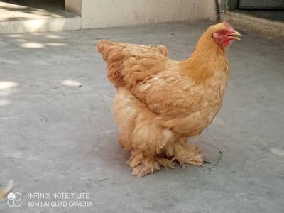 young and healthy egg laying pair