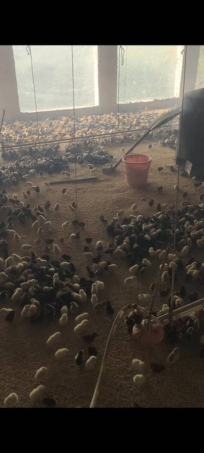 golden misri chicks for sale in sahiwal