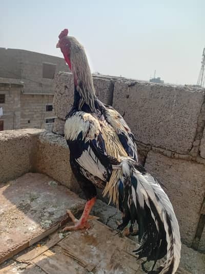 jawa morga 03102069212