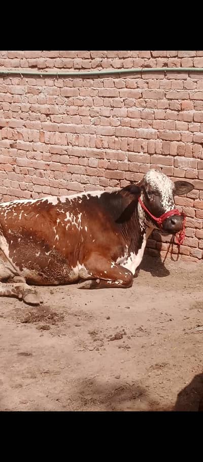 14 litar milak Sath  wachi