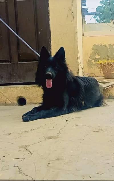Black shepherd breeder female pink pedigree with documents available