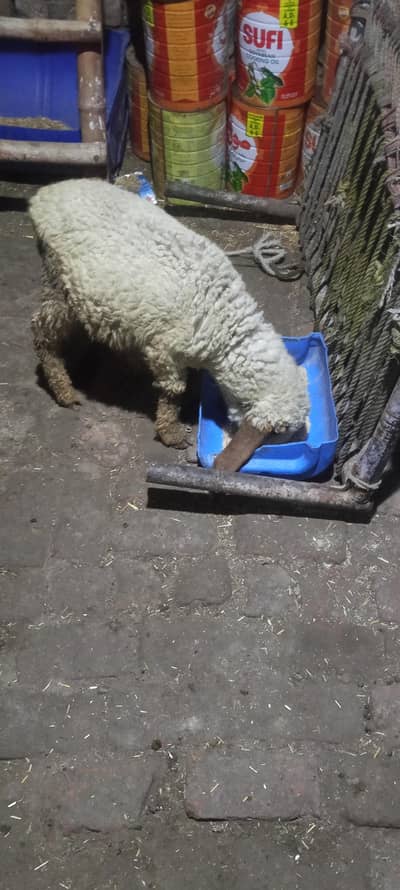 full active ha sheep female ha  what app num 03236501245