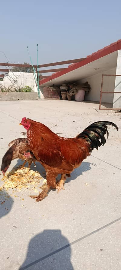 Heavy Buff x Aseel Male Rooster for Sale