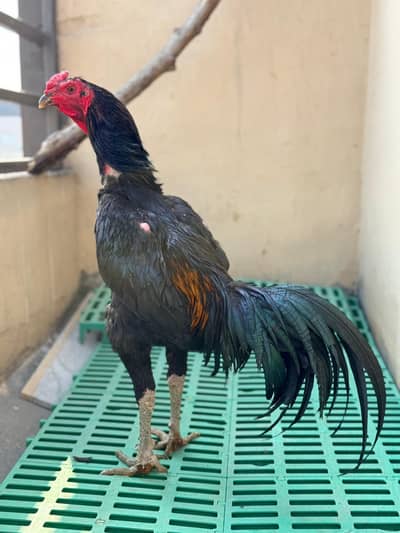 Aseel Thai | Imported Bird male | thai x ghanaoi |aseel bird/Aseel Hen