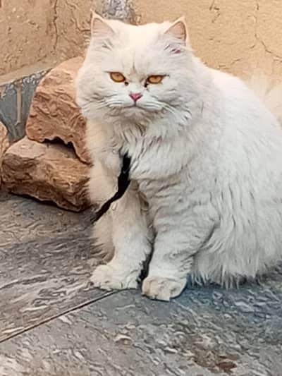 Persian Cat