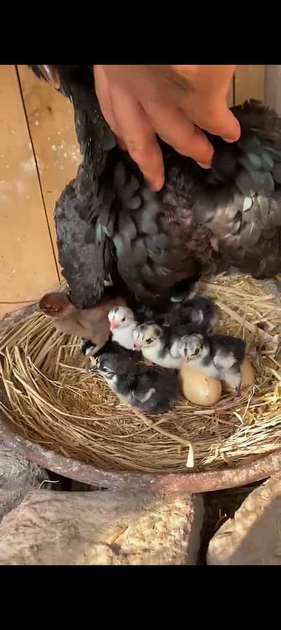 chota choza high quality