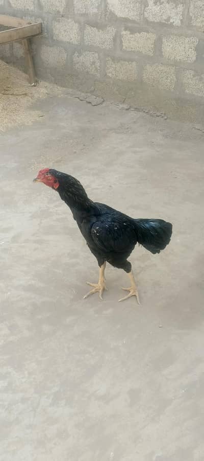 mushka aseel bahot hi achi nasal ka Hy is ka bap 2 dafa win Howa