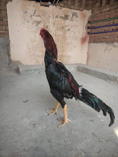 minawali pure aseel mushka lakha