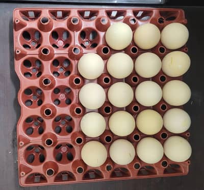 Aseel Sindhi x Thai Eggs