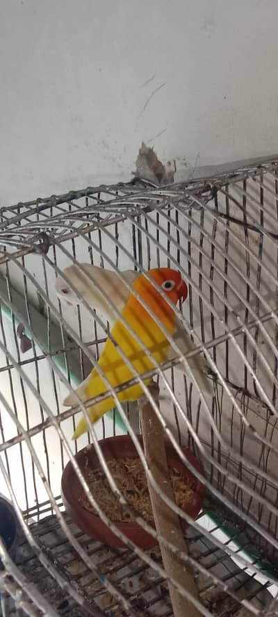 لو برڈ فور سیل