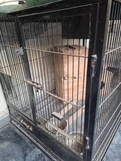 African Gray . Ring neck . cocktail  Cages