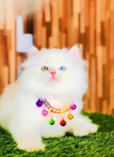 Persian female kitten for sale My WhatsApp number 03 25 022 67 56