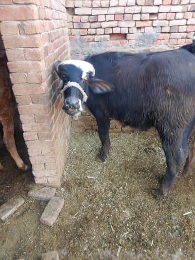 khubsurat purity nele Ravi