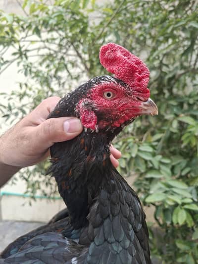 Madi Para Mushka Lasani