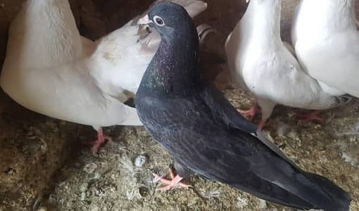Pigeon For Sell